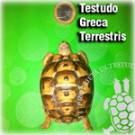 TG_Terrestris150