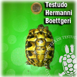 TH_Boettgeri_baby150