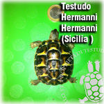TH_Hermanni150