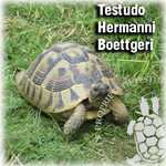 TM_Boettgeri150