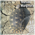 TMarginata150