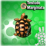 TMarginata_baby150