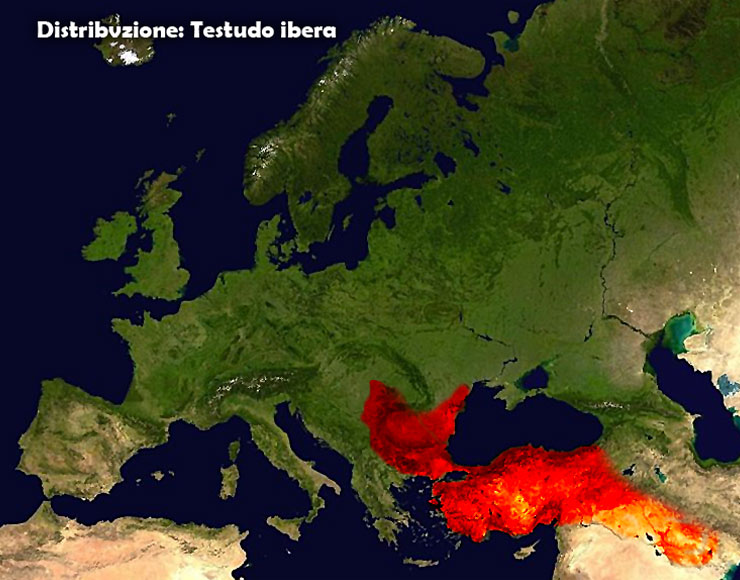 distribuzione_ibera