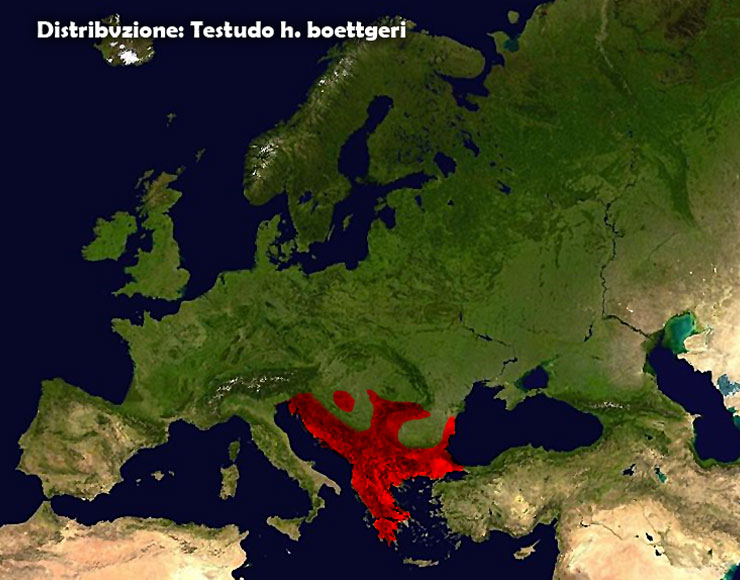 distribuzione_boettgeri