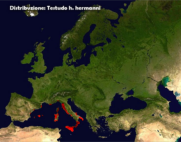 distribuzione_hermanni