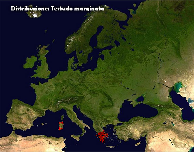 distribuzione_marginata